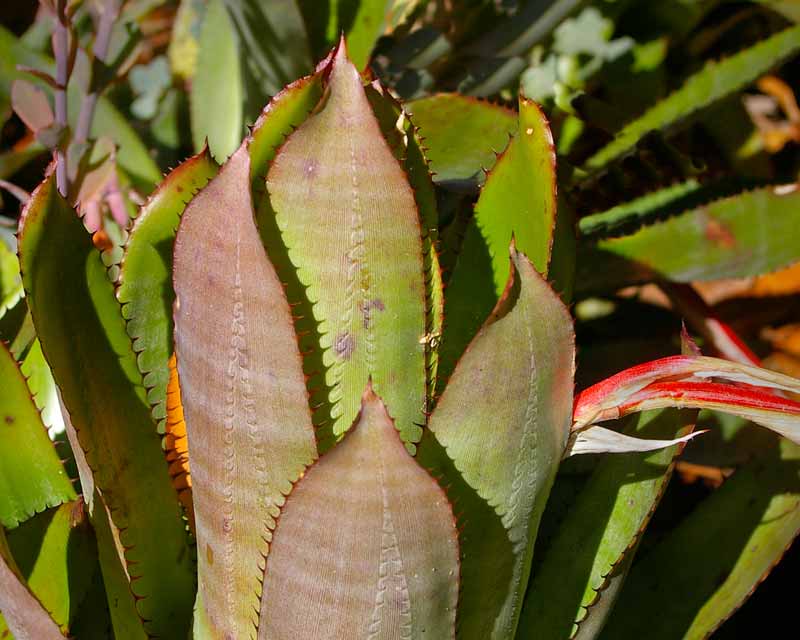 Aechmea pineliana var Pineliana - mid green leaves with brown spines and grey banding on underside